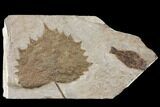 Miocene Fossil Fish & Leaf (Platanus) Plate - Nebraska #131093-1